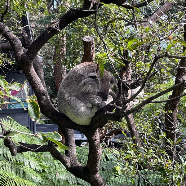 Photo taken at Taronga Zoo by Kohei M. on 7/18/2023