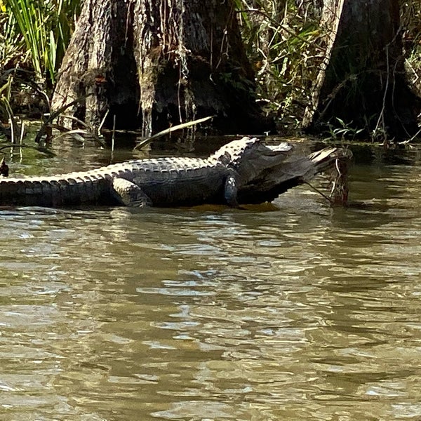 Photos at Cajun Encounters Honey Island Swamp Tour Slidell, LA