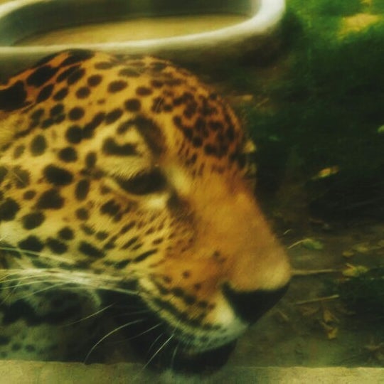 Photo taken at Zoo Parque Loro by Lizbeth M. on 4/5/2015