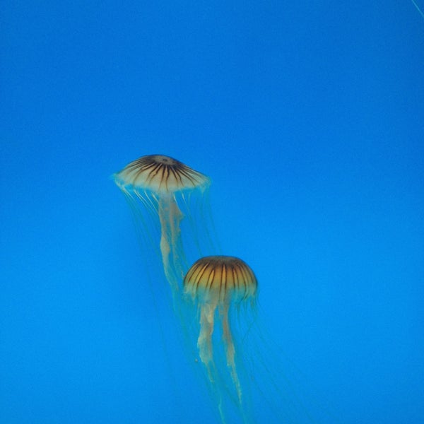 Foto diambil di National Aquarium oleh Tahmina N. pada 4/20/2013