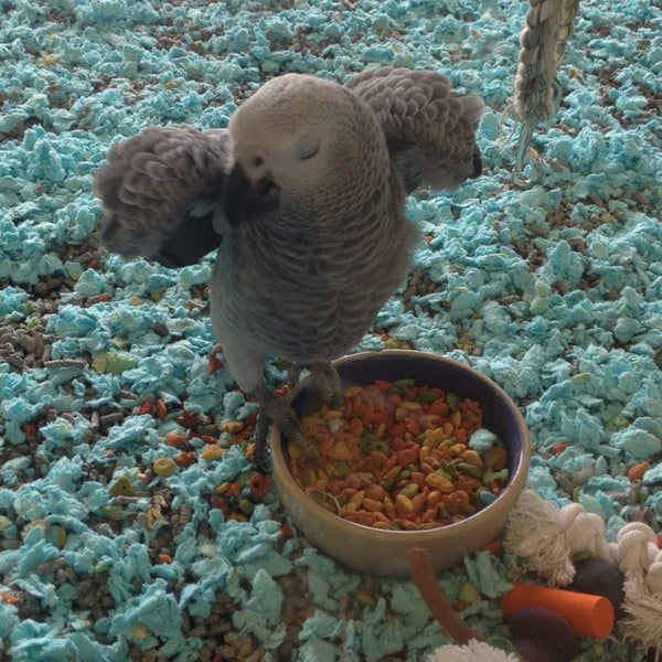 Petland Vineyard Far North Central San Antonio, TX