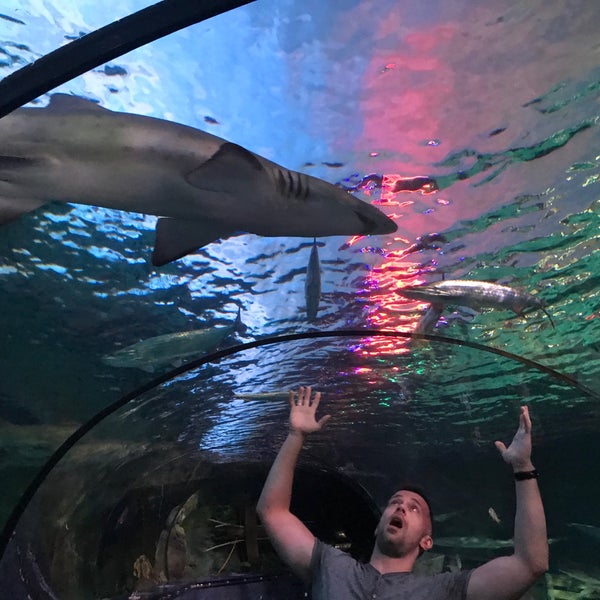 9/4/2017 tarihinde Joshua G.ziyaretçi tarafından Ripley&#39;s Aquarium'de çekilen fotoğraf