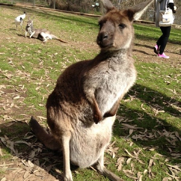 Wildlife Park Zoo in Cudlee Creek Wildlife Park Zoo in Cudlee Creek