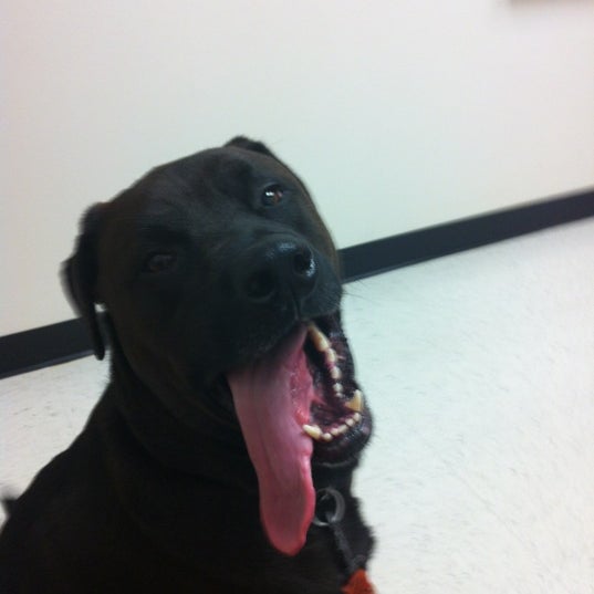 petsmart everett banfield