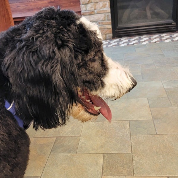 VCA Arboretum View Animal Hospital - Downers Grove, IL VCA Arboretum View Animal Hospital - Downers Grove, IL