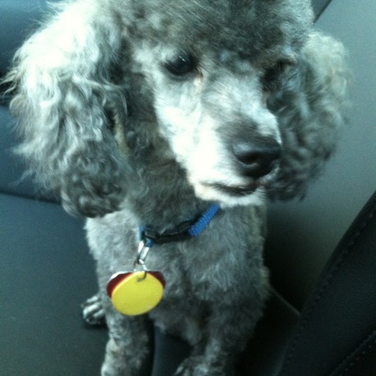 Barks N' Bubbles west of the Ashley'de Evcil Hayvan Malzemeleri Mağazası