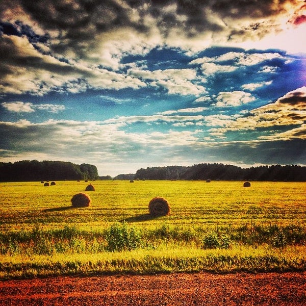 А в чистом поле. Васильки в поле. Поле вдали. В поле ты. Поле чистое поле.