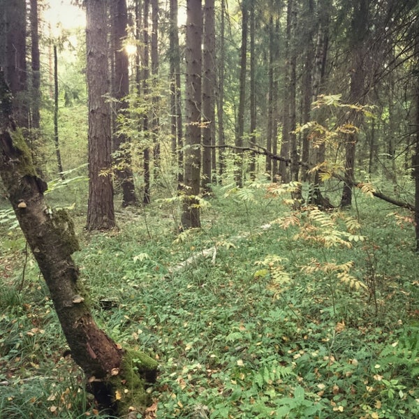 Лесной лесное ш 1