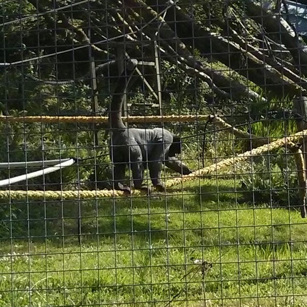 The Monkey Sanctuary Zoo in Looe