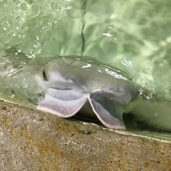 Foto scattata a Long Island Aquarium &amp; Exhibition Center (Atlantis Marine World) da Patrick D. il 5/28/2019