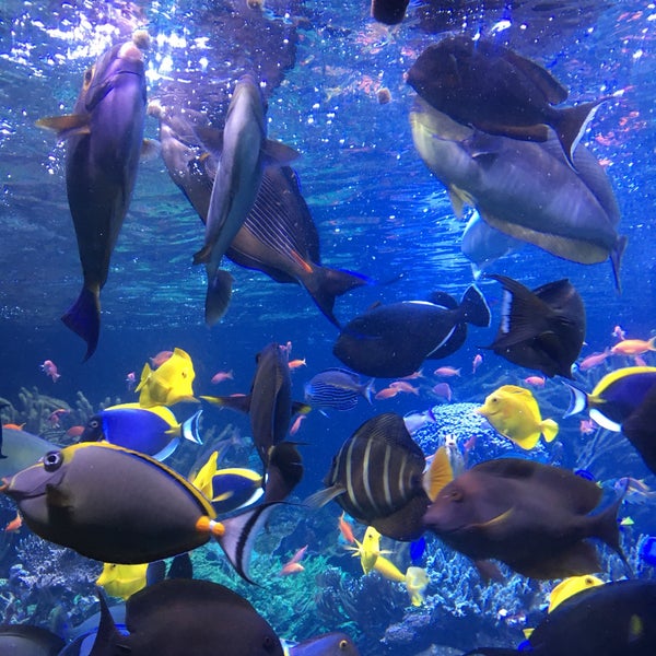 Снимок сделан в Long Island Aquarium &amp; Exhibition Center (Atlantis Marine World) пользователем Patrick D. 4/22/2019