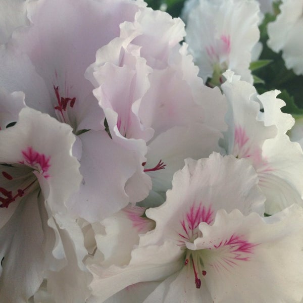 Das Foto wurde bei Студия флористики и дизайна «Fleurs Royales» von Евгения О. am 5/1/2014 aufgenommen