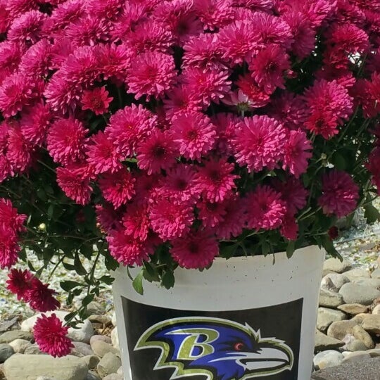 Glyndon Gardens Garden Center