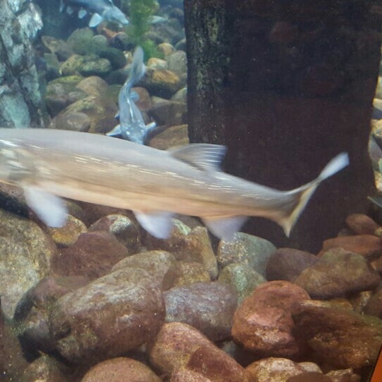 Cabela's Aquarium Aquarium in Glendale