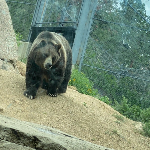 8/2/2021 tarihinde Mark C.ziyaretçi tarafından Cheyenne Mountain Zoo'de çekilen fotoğraf