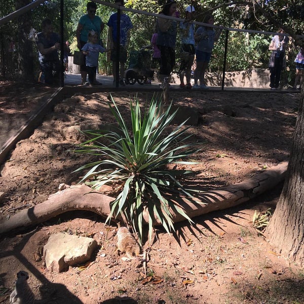Jungle loop. Jungle loop