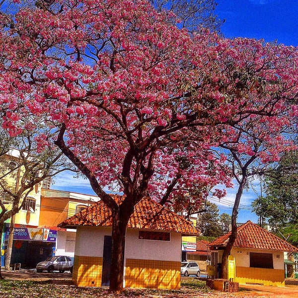 Das Foto wurde bei Parque do Povo von Edson F. am 9/23/2015 aufgenommen