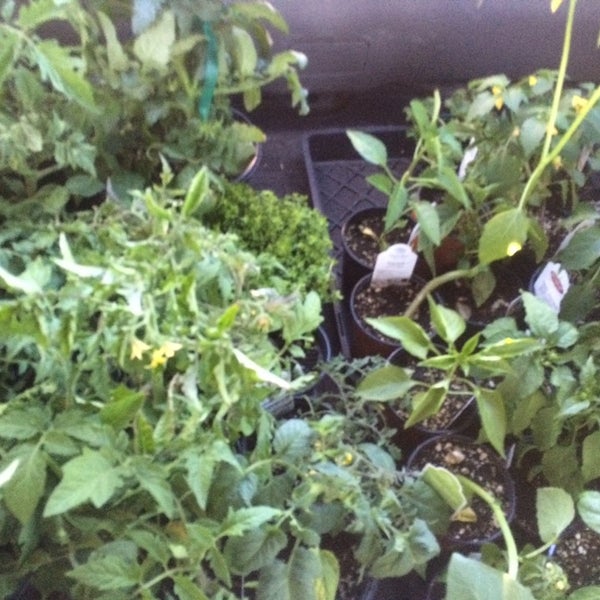 Summerwinds Nursery Phoenix Az