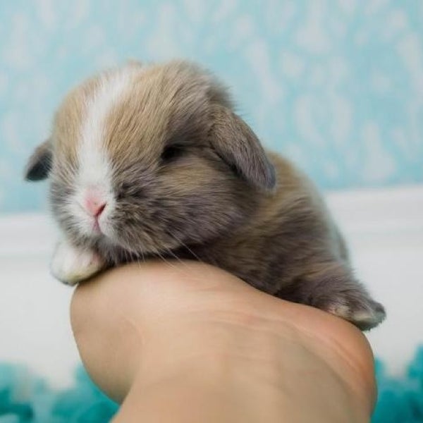 Photos at Mavis Stouffer Park Manley Road