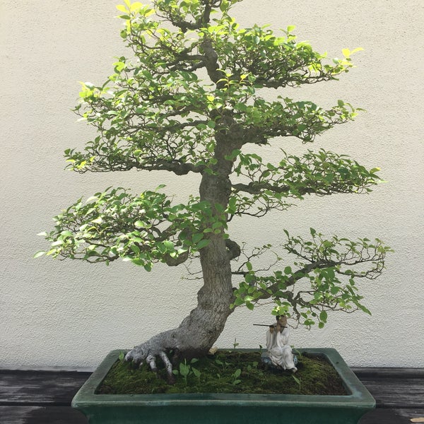 National Bonsai and Penjing Museum бонсай на Камне