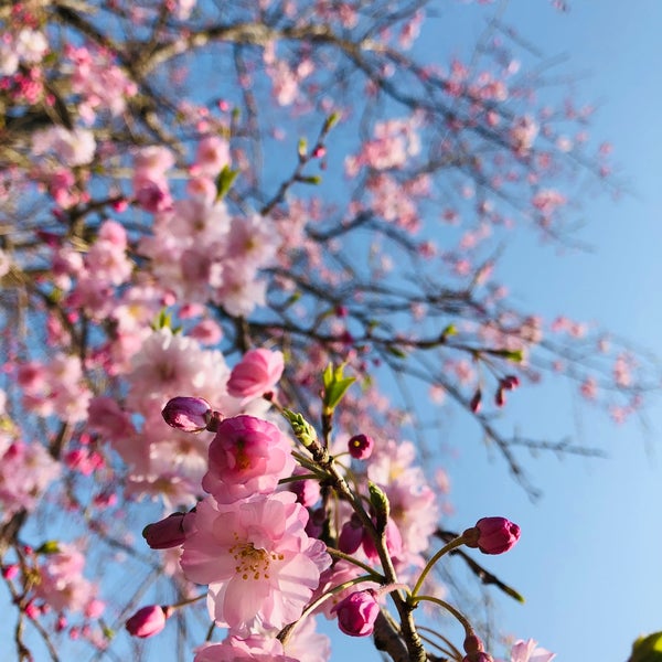 あつぎ飯山桜まつり 飯山5605
