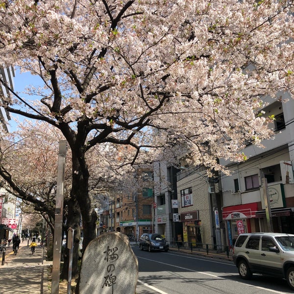 千川上水 桜の記念碑 Memorial Site