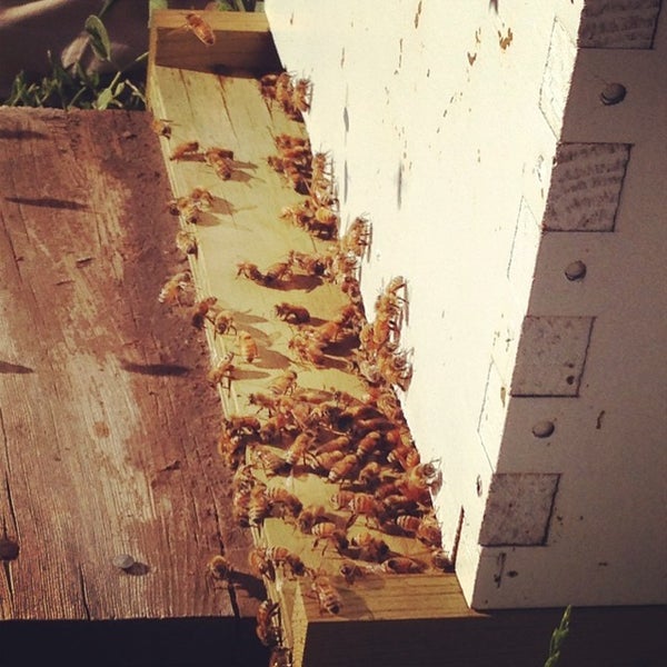 6/17/2014にRobyn S.がThe Queen Beeで撮った写真