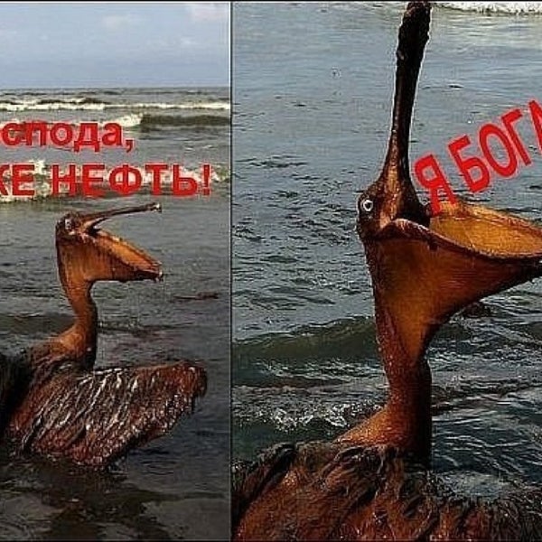 Картинки нефть прикольные, годик