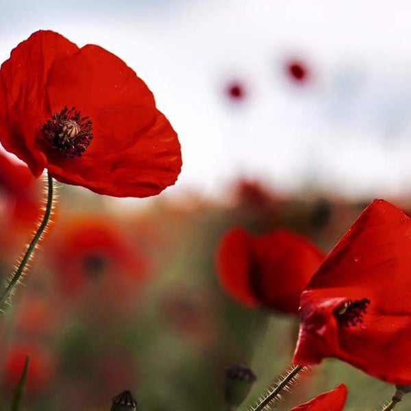 цветы измайлово. цветы измайлово. сиреневый сад измайловский парк. теплица гбу озеленение. измайловский парк москва.