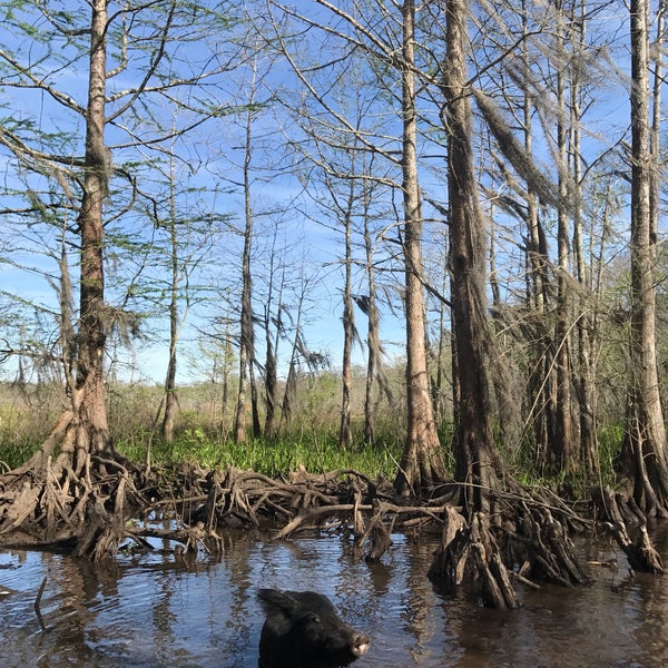 Informative and fun boat tour of the Honey Island swamp and it's inhabitants. A must-do when visiting New Orleans.