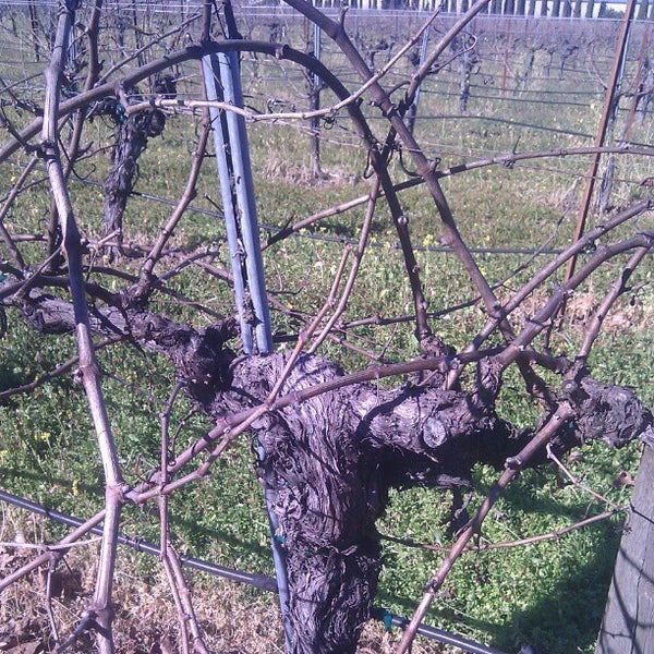 Photo taken at Corison Winery by Brian L. on 1/18/2013