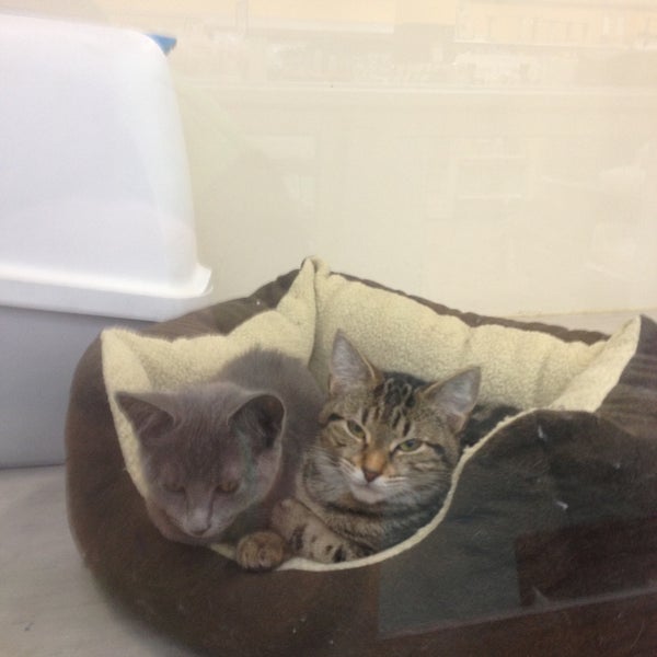 Petbarn 1 Tip