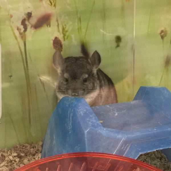 How Much Do Chinchillas Cost At Petco