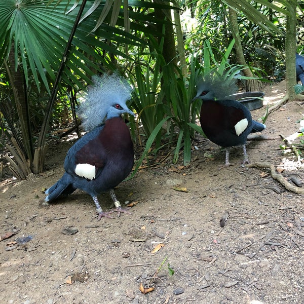 8/23/2019에 Jaykay C.님이 Jurong Bird Park에서 찍은 사진