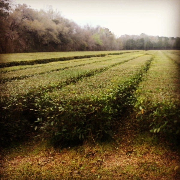 รูปภาพถ่ายที่ Charleston Tea Plantation โดย Frank S. เมื่อ 3/24/2013