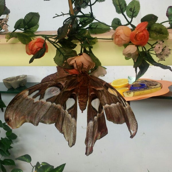 3/23/2013にNastya L.がМузей живых бабочек «Тропический рай»で撮った写真