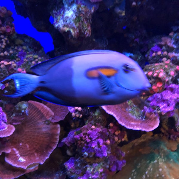 Photo taken at Maui Ocean Center, The Hawaiian Aquarium by Tony M. on 11/30/2019