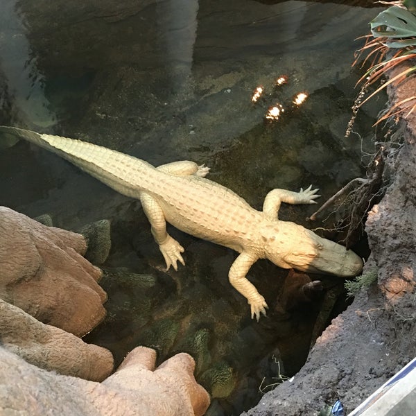 Photo taken at Claude the Albino Alligator by Doug V. on 8/1/2016
