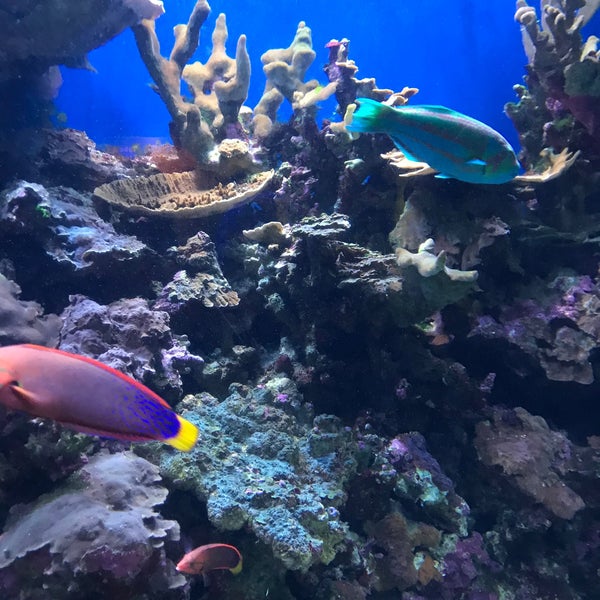 Снимок сделан в Maui Ocean Center, The Hawaiian Aquarium пользователем Kim H. 1/17/2020