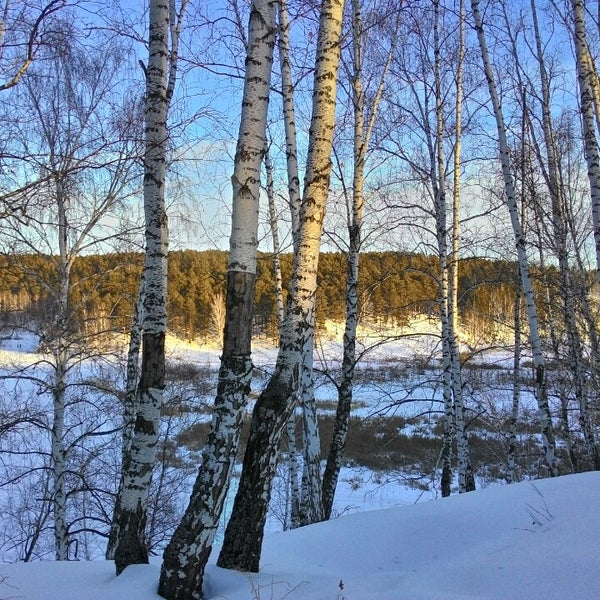 Медянская роща тобольск. Лыжня в березовом лесу. Лыжные соревнования. Соревнования по лыжным гонкам. Березовая роща лыжи.