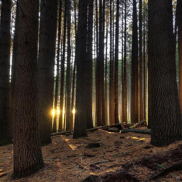 Pine walk koala park перевод. Pine walk. Pine walk. Лес на планете. Pine walk.