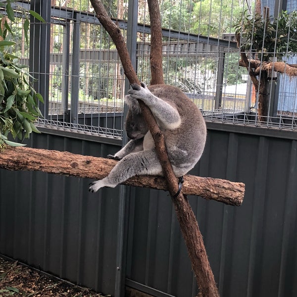 Pin su Coalas Cucciolo di koala, Koala, Animali