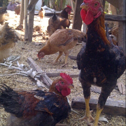 Zulfa Ternakan Ayam Kampung