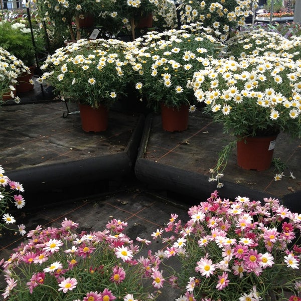 марокканская эстетика. палисад франция сады. живые кокедамы. средиземноморский ландшафтный стиль. марокко эстетика.