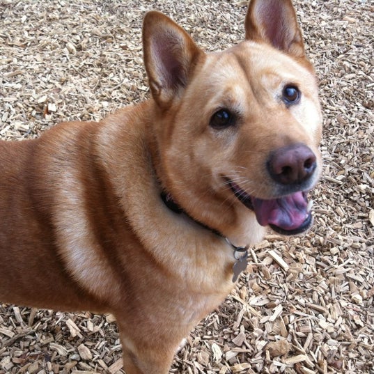 Frank Boone Dog Park Dog Run