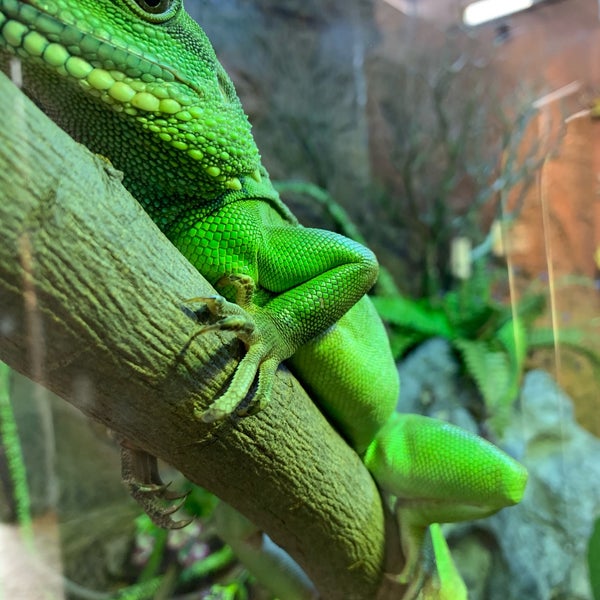 Tuen Mun Park Reptile House 屯門公園爬蟲館 屯门 屯門, 屯門區