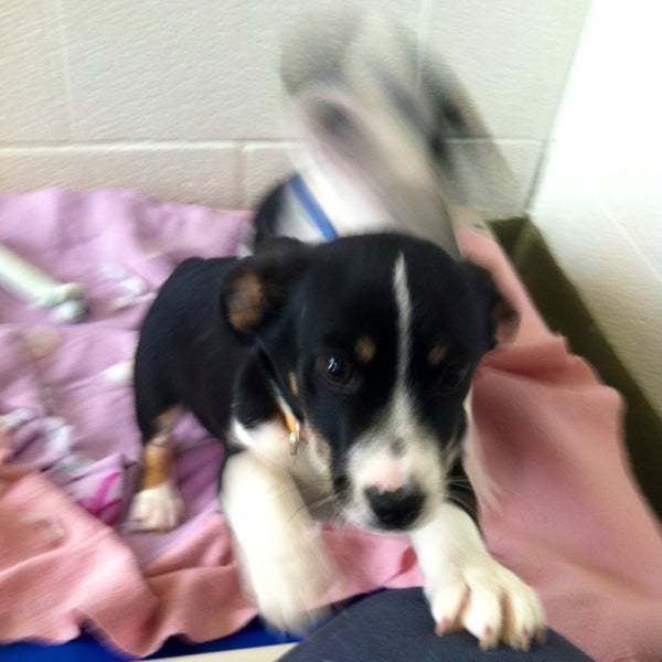 Hburg spca cheap