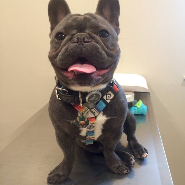 vca animal hospital bradshaw