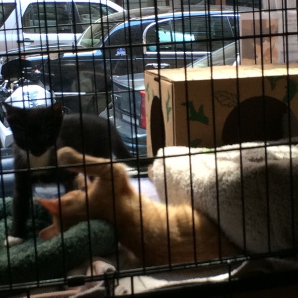Photo taken at Manhattan Cat Specialists by Frank R. on 4/26/2014