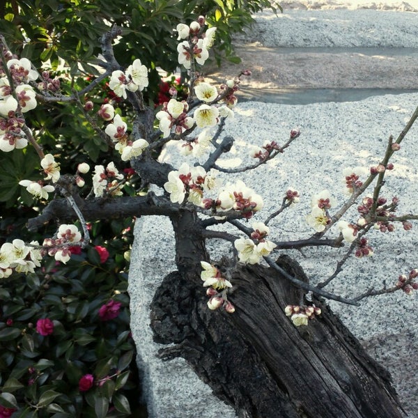 Photos At 真如苑 応現院 Buddhist Temple In 立川市